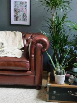 Chesterfield Sessel Philip